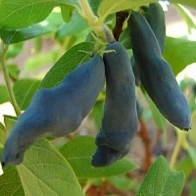 Жимолость съедобная НИМФА (ГАММА) в Москве