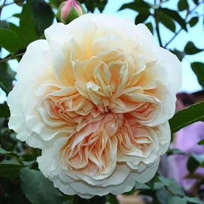 Саженцы роз ЛИЧФИЛД ЭНДЖЕЛ английская  Саженцы роз ЛИЧФИЛД ЭНДЖЕЛ английская в Москве