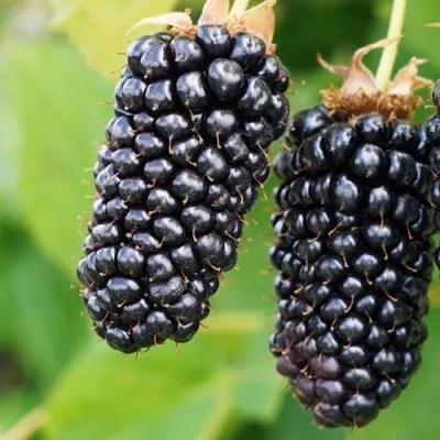 Ежевика КОЛАМБИЯ ГИГАНТ бесшипная — описание сорта Ежевика КОЛАМБИЯ ГИГАНТ бесшипная в Москве