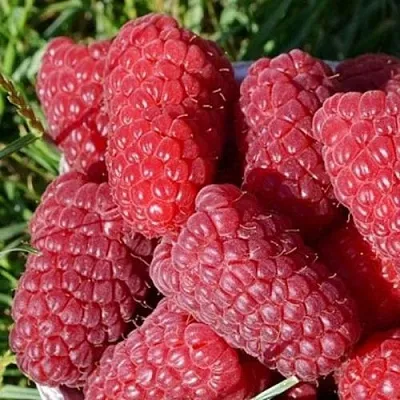 Малина САМОСВАЛ  Малина САМОСВАЛ в Москве