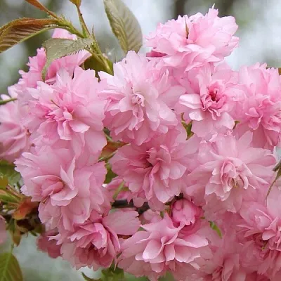 Сакура РОЗЕА ПЛЕНА  Сакура РОЗЕА ПЛЕНА в Москве