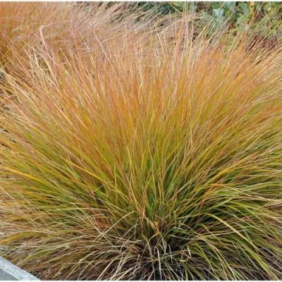 Осока БРОНЗОВЫЕ КУДРИ — описание сорта Осока БРОНЗОВЫЕ КУДРИ в Москве