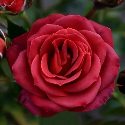 Саженцы роз ЧОКОЧИНО спрей  Саженцы роз ЧОКОЧИНО спрей в Москве