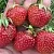 Клубника ВИМА ЗАНТА в Москве