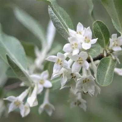 ЛОХ СЕРЕБРИСТЫЙ — описание сорта ЛОХ СЕРЕБРИСТЫЙ в Москве