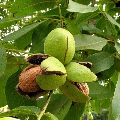 Грецкий орех  Грецкий орех в Москве