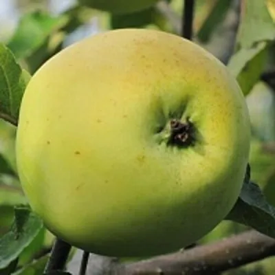 Яблоня РОССИЯНКА в Москве