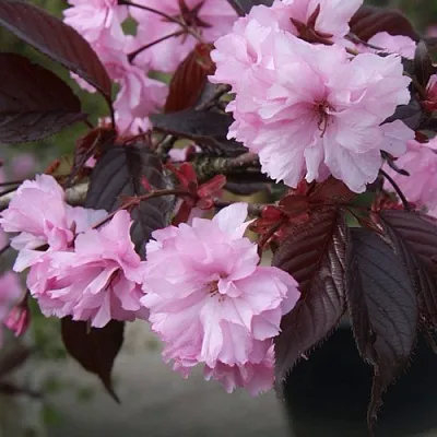 Сакура РОЯЛ БУРГУНДИ  Сакура РОЯЛ БУРГУНДИ в Москве