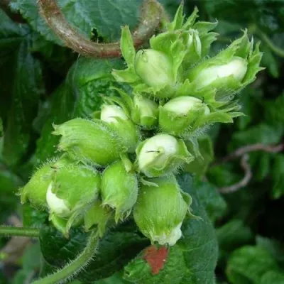 Фундук ВЕББА ЦЕННЫЙ — описание сорта Фундук ВЕББА ЦЕННЫЙ в Москве