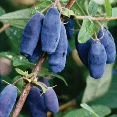 Жимолость съедобная ЛАЗУРНАЯ в Москве