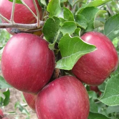 Яблоня МОСКОВСКОЕ ОЖЕРЕЛЬЕ колонновидная — описание сорта Яблоня МОСКОВСКОЕ ОЖЕРЕЛЬЕ колонновидная в Москве