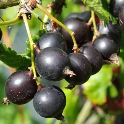 Йошта ДЖОСТАБЕРРИ — описание сорта Йошта ДЖОСТАБЕРРИ в Москве