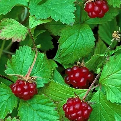 Княженика АУРА  Княженика АУРА в Москве