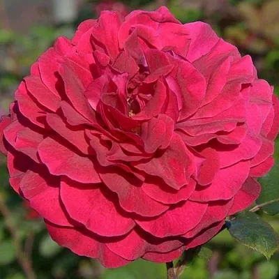 Саженцы роз БЕЛЬВЬЮ чайно-гибридная в Москве