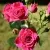 Саженцы роз ЛАВЛИ ЛИДИЯ спрей — описание сорта Саженцы роз ЛАВЛИ ЛИДИЯ спрей в Москве