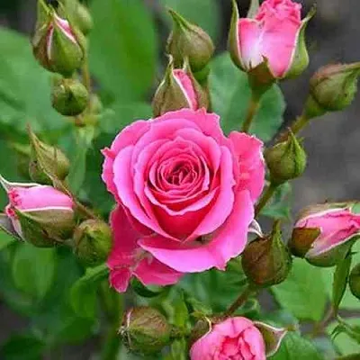 Саженцы роз ЛАВЛИ ЛИДИЯ спрей в Москве