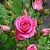 Саженцы роз ЛАВЛИ ЛИДИЯ спрей в Москве