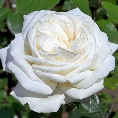 Саженцы роз ЛОМОНОСОВ чайно-гибридная в Москве