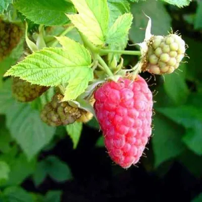 Малина ПАТРИЦИЯ в Москве