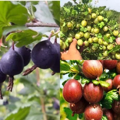 Комплект КРЫЖОВНИК MIX — описание сорта Комплект КРЫЖОВНИК MIX в Москве