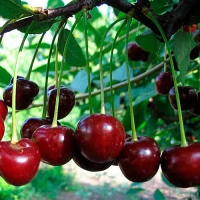 Вишня Молодежная Вишня Молодежная