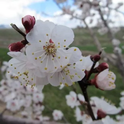 АПРИУМ — описание сорта АПРИУМ в Москве