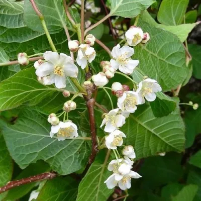 Актинидия ПРЫВАБНЫ (МУЖСКАЯ) коломикта в Москве