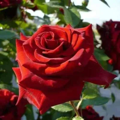 Саженцы роз РЕД КУИН чайно-гибридная в Москве