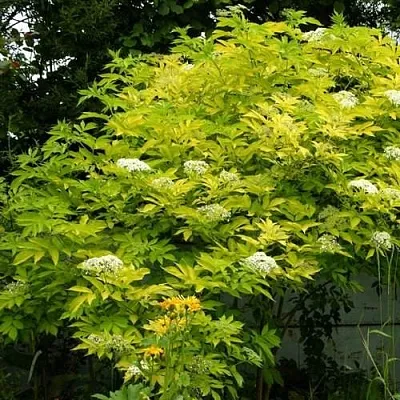 Бузина черная АУРЕА  Бузина черная АУРЕА в Москве