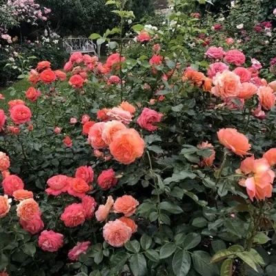 Саженцы роз БЕЛЬВЕДЕР шраб — описание сорта Саженцы роз БЕЛЬВЕДЕР шраб в Москве