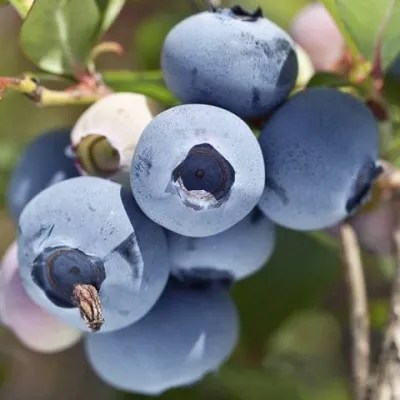Голубика ХУРОН (ГУРОН) в Москве