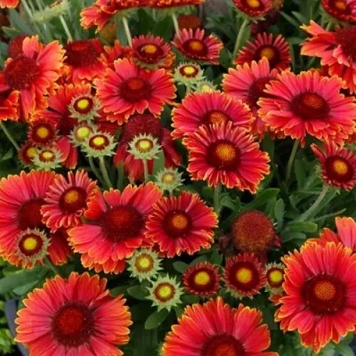 Гайлардия АРИЗОНА РЕД ШЕЙДС в Москве