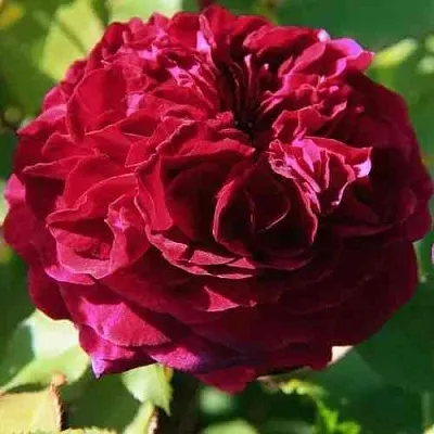 Саженцы роз ДИНО ДЕ ЛАУРЕНТИС шраб в Москве