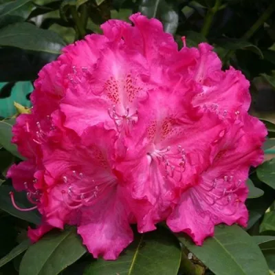 Рододендрон ГЕРМАНИЯ в Москве