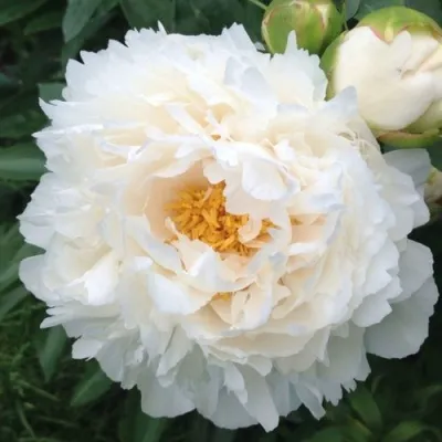 Пион ГАРДЕНИЯ травянистый в Москве