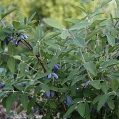 Жимолость съедобная ГОЛУБОЕ ВЕРЕТЕНО в Москве