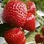 Клубника АРГЕНТЕРА в Москве