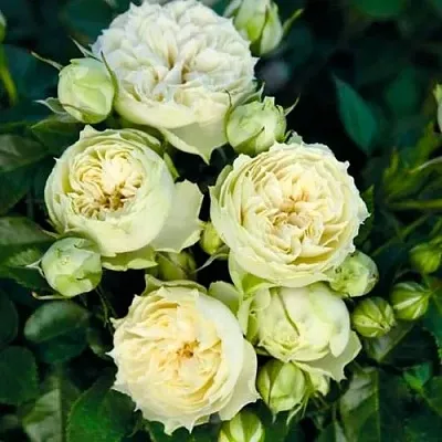 Саженцы роз БЛАНШЕТТ спрей в Москве