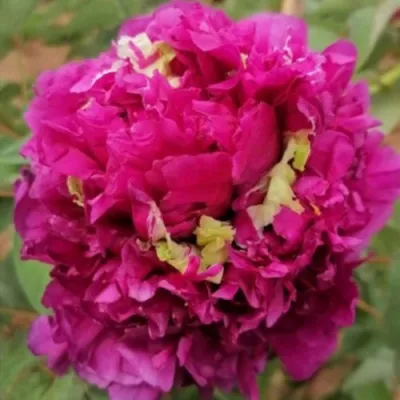 Пион ПОЛЕТ ЛАСТОЧКИ древовидный — описание сорта Пион ПОЛЕТ ЛАСТОЧКИ древовидный в Москве