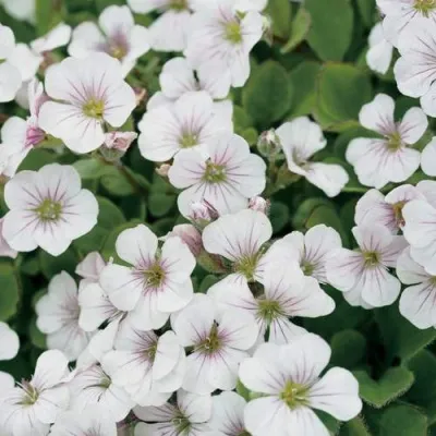 Гипсофила ПИКСИ СПЛЕШ — описание сорта Гипсофила ПИКСИ СПЛЕШ в Москве