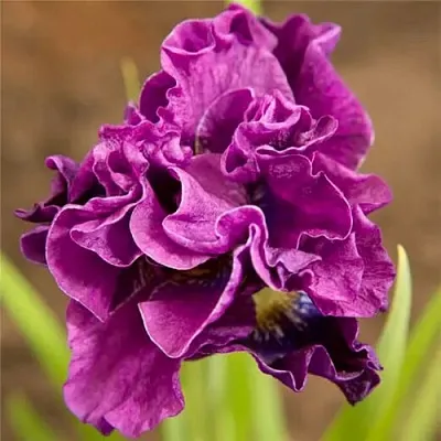 Ирис БАНДЛ ОВ ДЖОЙ сибирский  Ирис БАНДЛ ОВ ДЖОЙ сибирский в Москве