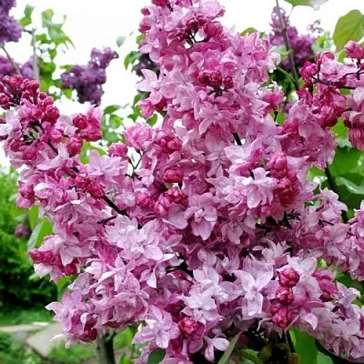 Сирень ОЛИМПИАДА КОЛЕСНИКОВА  Сирень ОЛИМПИАДА КОЛЕСНИКОВА в Москве