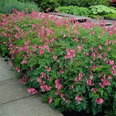 Дицентра изящная — описание сорта Дицентра изящная в Москве