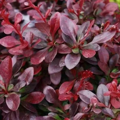 Барбарис АТРОПУРПУРЕА НАНА тунберга — описание сорта Барбарис АТРОПУРПУРЕА НАНА тунберга в Москве