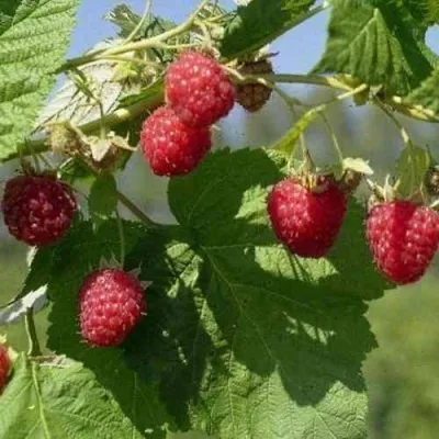 Малина КОЛОКОЛЬЧИК в Москве