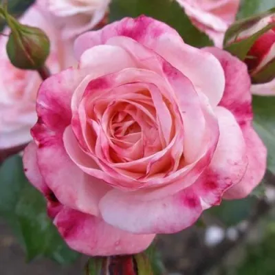 Саженцы роз РОЗЕНШТАДТ ФРАЙЗИНГ шраб — описание сорта Саженцы роз РОЗЕНШТАДТ ФРАЙЗИНГ шраб в Москве