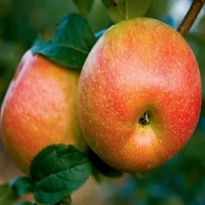 Яблоня ПЕРСИКОВАЯ — описание сорта Яблоня ПЕРСИКОВАЯ в Москве