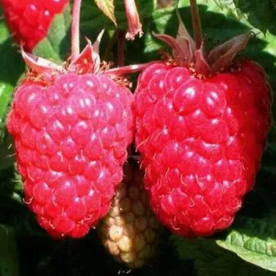 Малина КРАСА РОССИИ — описание сорта Малина КРАСА РОССИИ в Москве