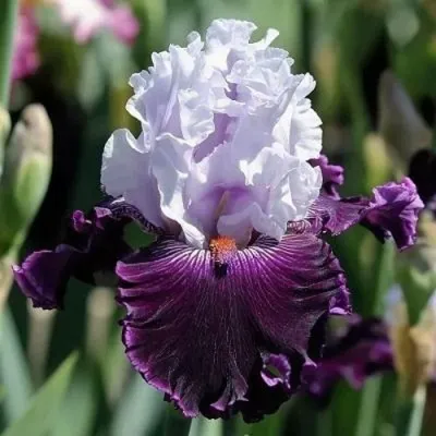 Ирис БЛУБЕРД ВАЙН бородатый в Москве