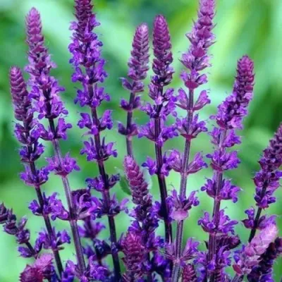 Шалфей КАРАДОНА — описание сорта Шалфей КАРАДОНА в Москве